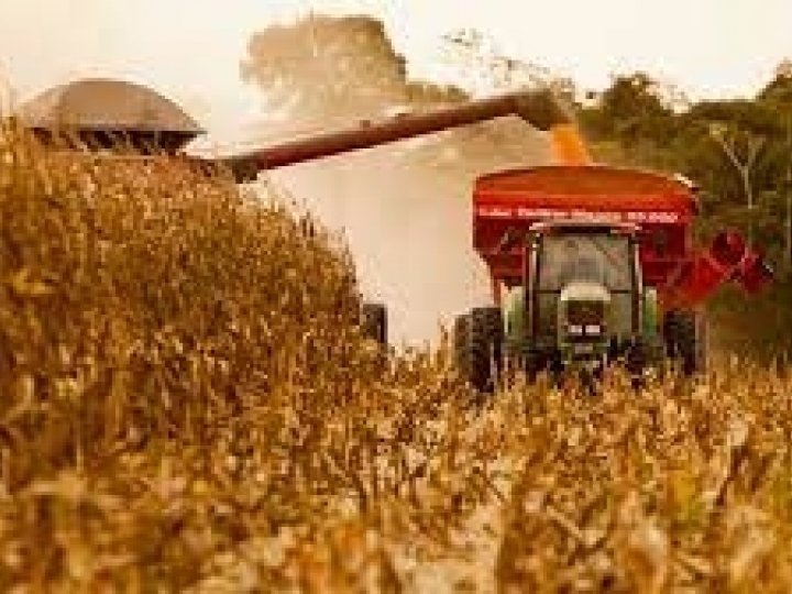 Safra de milho pode atingir recorde com fertilizantes multinutrientes