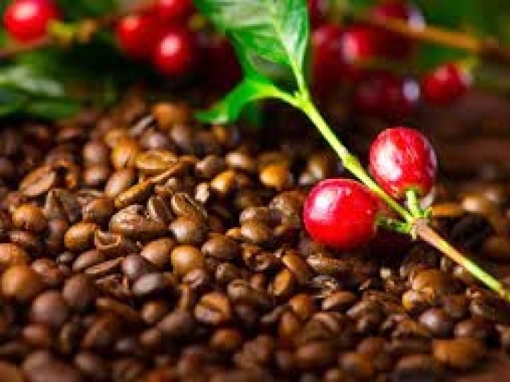 Safra de café em 53,4 milhões de sacas, impactada por clima adverso