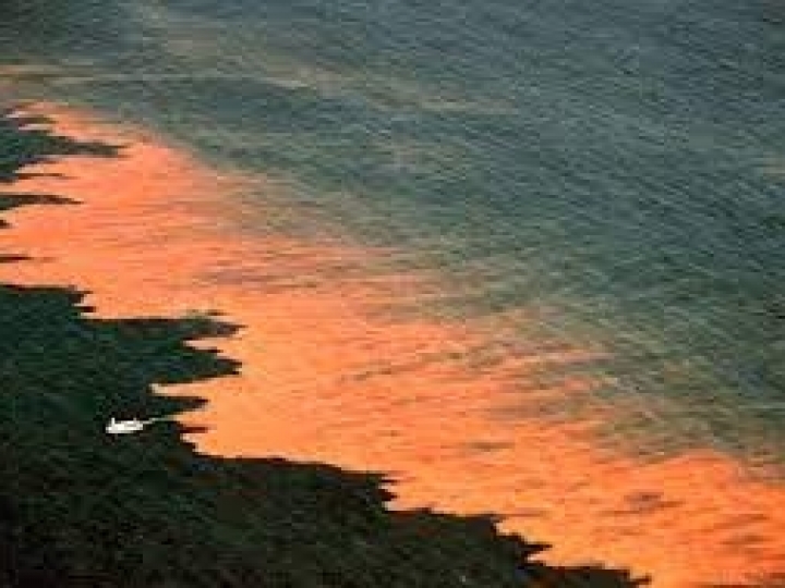 Defesa Agropecuária atua em plano intersecretarial contra intoxicação em moluscos no Litoral Paulista  