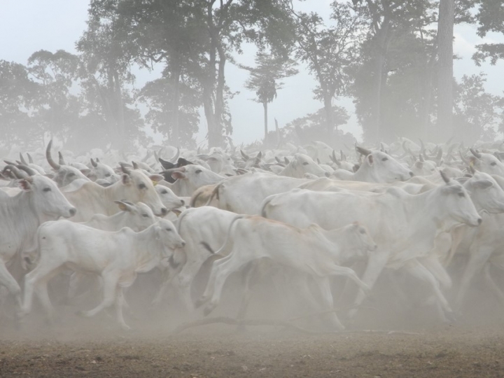 Pecuaristas aderem aos selos de boi sustentável e orgânico do Pantanal