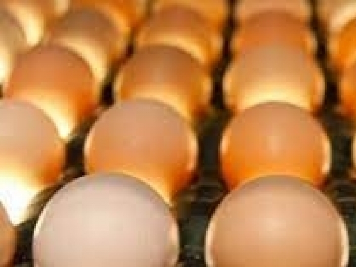 Exportações de material genético avícola mantêm alta de 13,2% em 2022