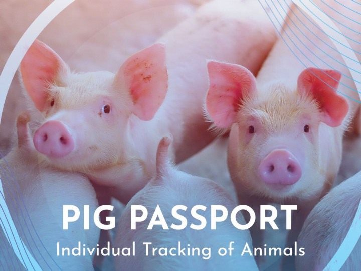 Aplicativo inovador possibilita o rastreamento individual de suínos do nascimento ao processamento