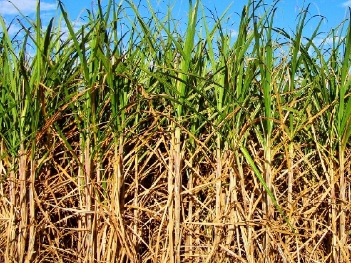 Tereos inicia safra 22/23 com expectativa de processar 17 milhões de toneladas de cana-de-açúcar