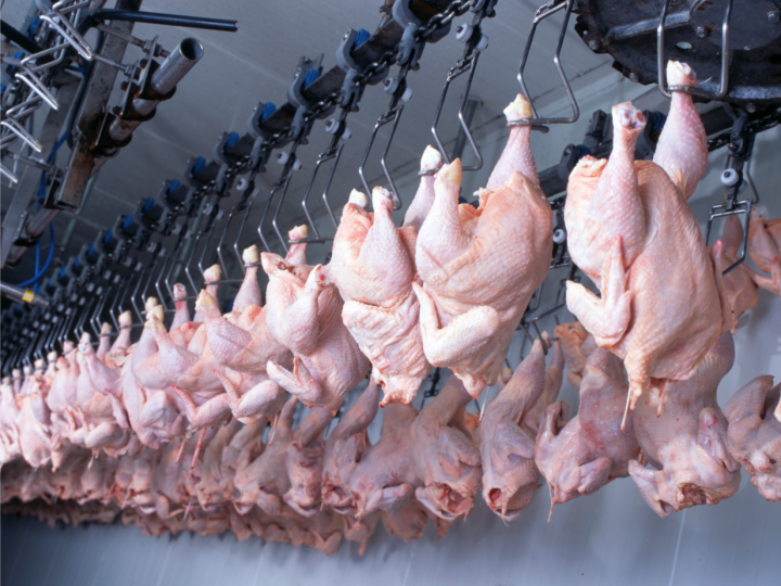 Turquia se destaca na compra de carne de frango 