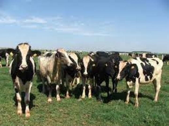 Projeto avalia como pastos saudáveis podem potencializar  o sequestro e a estocagem de carbono no solo