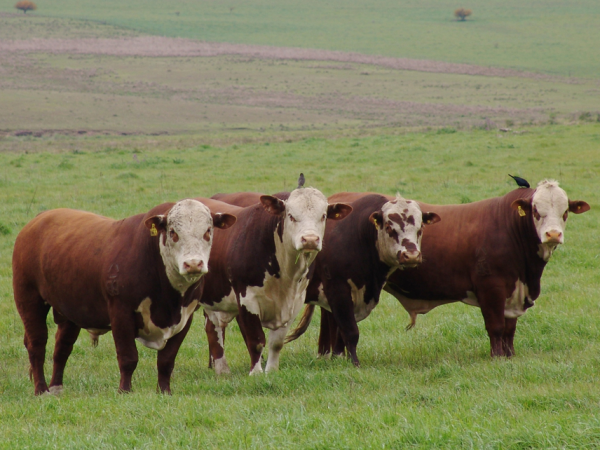 Rejeitos da produção agroindustrial estão sendo testados na alimentação de bovinos com o objetivo de reduzir a produção de metano e melhorar a nutrição dos animais. Photo: Keke Barcelos