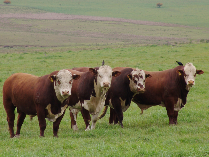 Subprodutos da indústria na nutrição de bovinos promovem benefícios ambientais