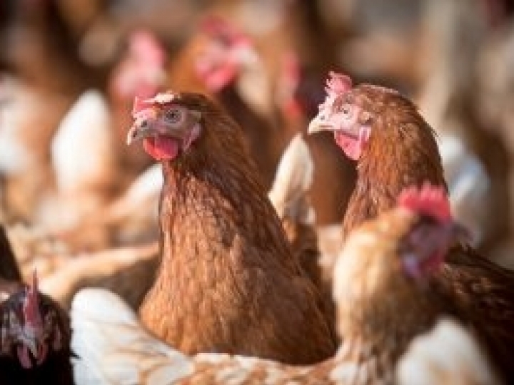 Atividade irá apresentar a atual situação epidemiológica da Laringotraqueíte Infecciosa das Aves no Bolsão de Bastos 