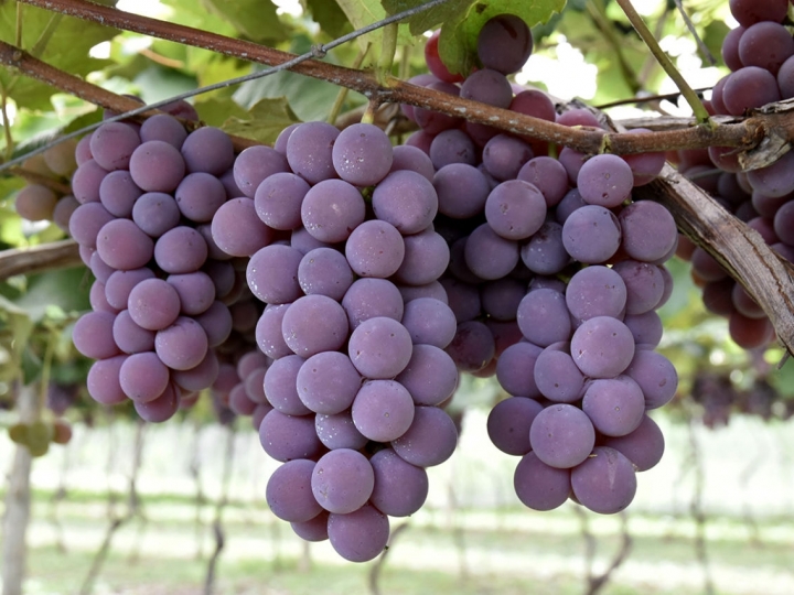 Normas técnicas para a produção integrada de uva entram em vigor em julho