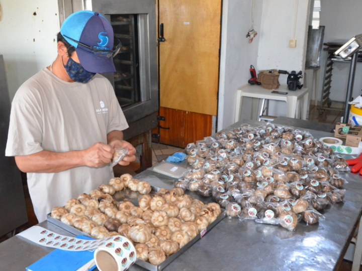 Alho negro: produto tem alto valor agregado