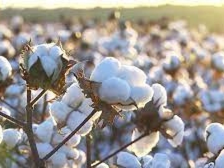 Inicia colheita de algodão no norte e nordeste do MS