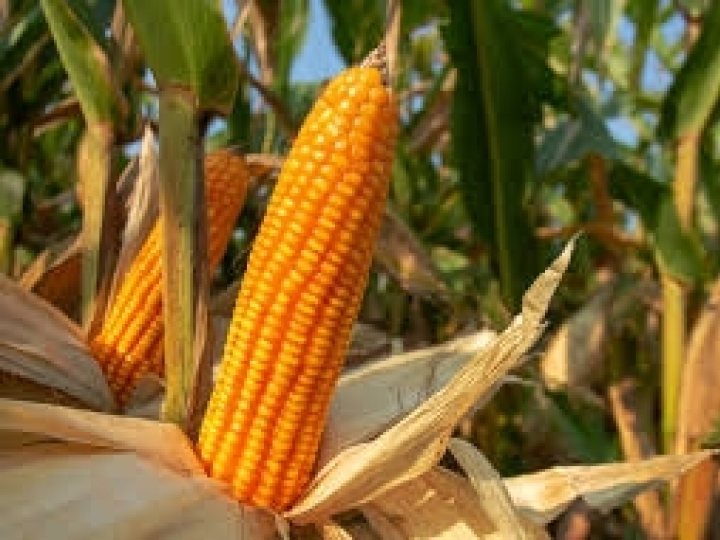 Festas juninas: nutricionista aponta propriedades do milho, alimento que é estrela desta época