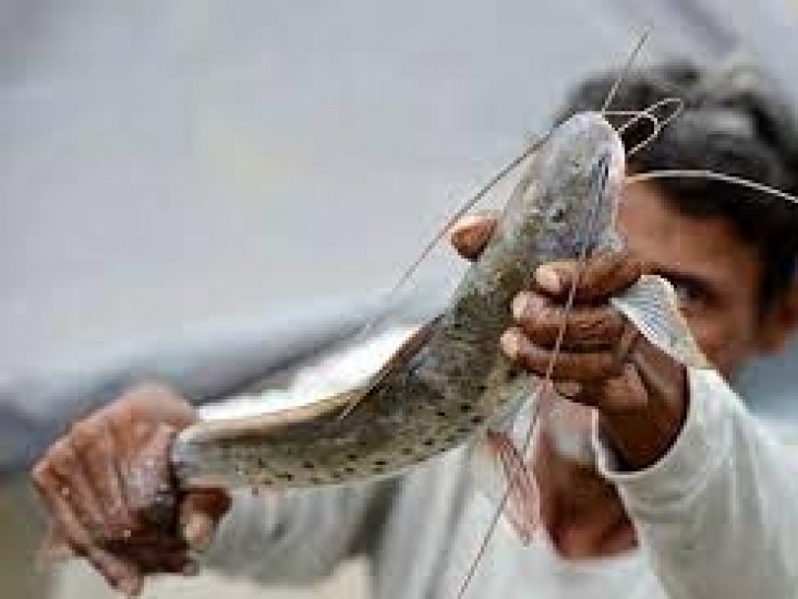 Pesca e comercialização da piracatinga no país ficam proibidas por mais um ano