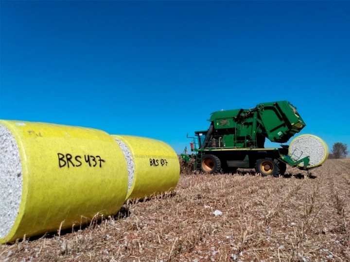 Embrapa e Fundação Bahia apresentam nova cultivar de algodão resistente a ramulária