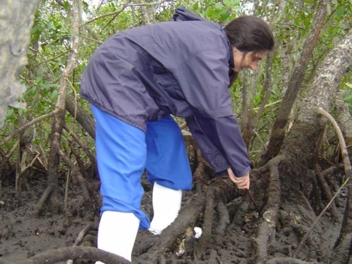 Ostras: pesquisas do IP ajudam a conhecer um pouco mais sobre esse molusco tão apreciado na gastronomia