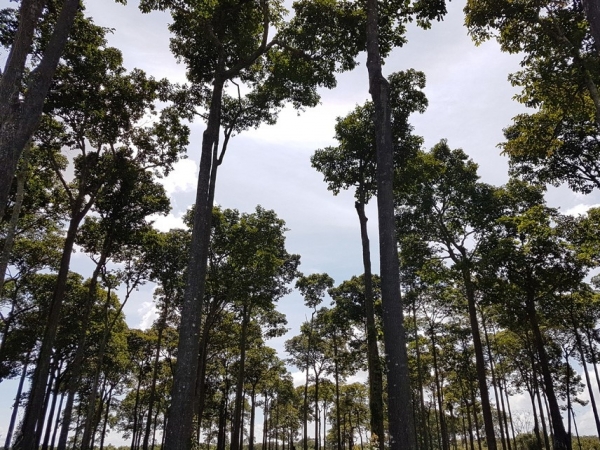 O uso da castanheira para produção de madeira deve ser oriunda de áreas plantadas. Photo: Renata Silva