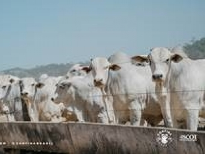 Com o objetivo de mapear os confinamentos brasileiros, Confina Brasil 2022 tem início em 20 de junho