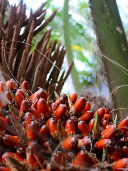 A palma de óleo ou dendê foi indicada como uma biomassa prioritária a ser incluída na RenovaCalc. Foto: Divulgação