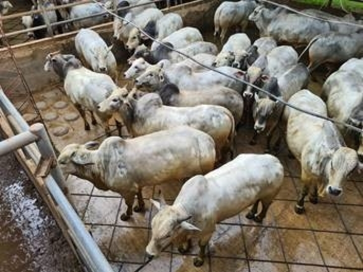 Circuito Nelore de Qualidade realiza segunda etapa na Bolívia e deve receber mais de 700 animais