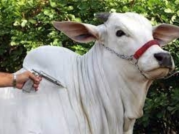 7 de junho é prazo final para declaração de vacinação contra Febre Aftosa 