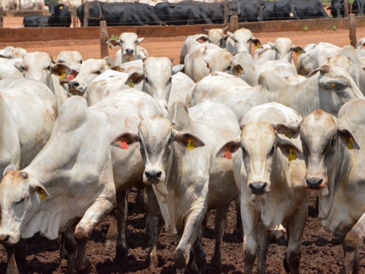 Defesa Agropecuária realiza série de palestras sobre Febre Aftosa