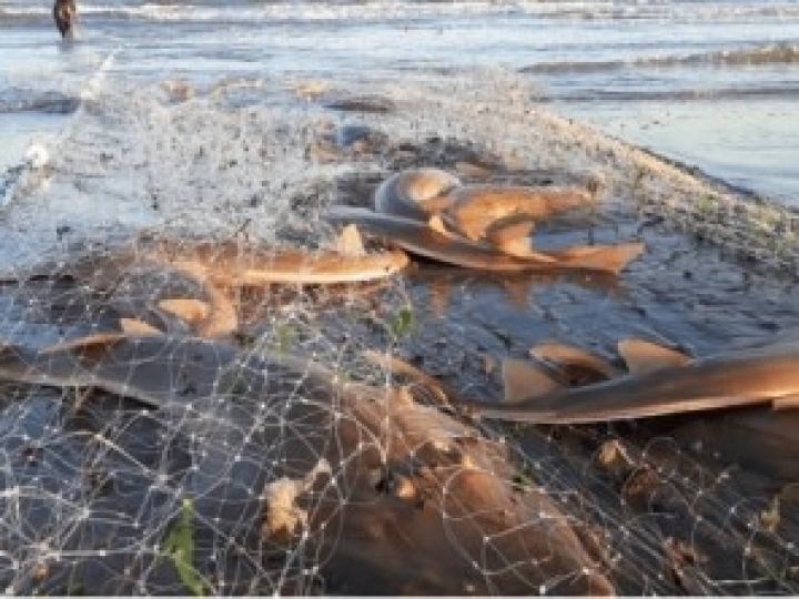 Uso insustentável de espécies silvestres ameaça oferta de alimentos e geração de renda, dizem cientistas