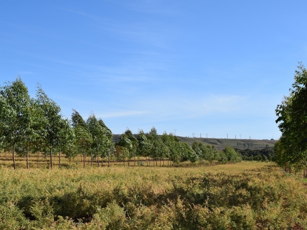 Área demonstrativa de ILPF com grão-de-bico implantado na Embrapa Hortaliças - Foto: Breno Lobato