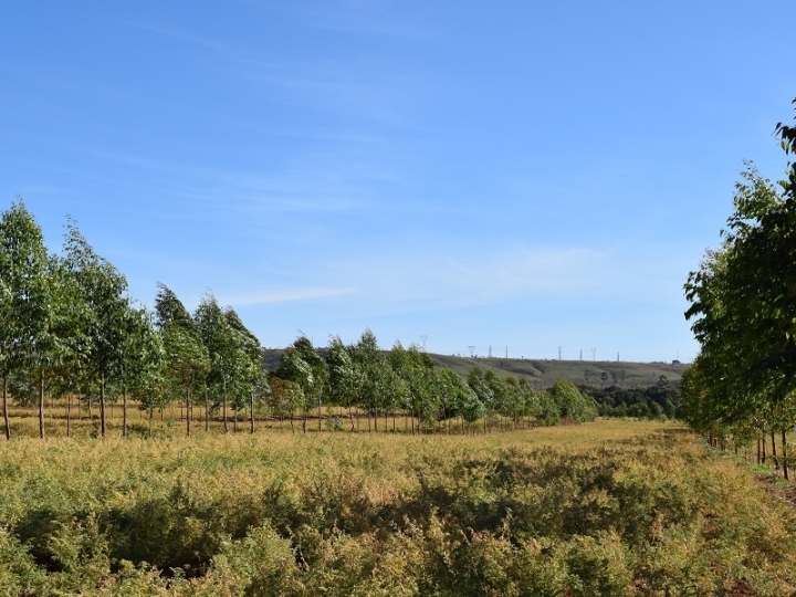Grão-de-bico pode ser utilizado na Integração Lavoura-Pecuária-Floresta