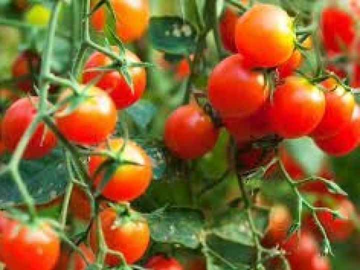 Versatilidade do gotejamento subterrâneo possibilita a rotação do cultivo de grãos e tomate industrial em Goiás