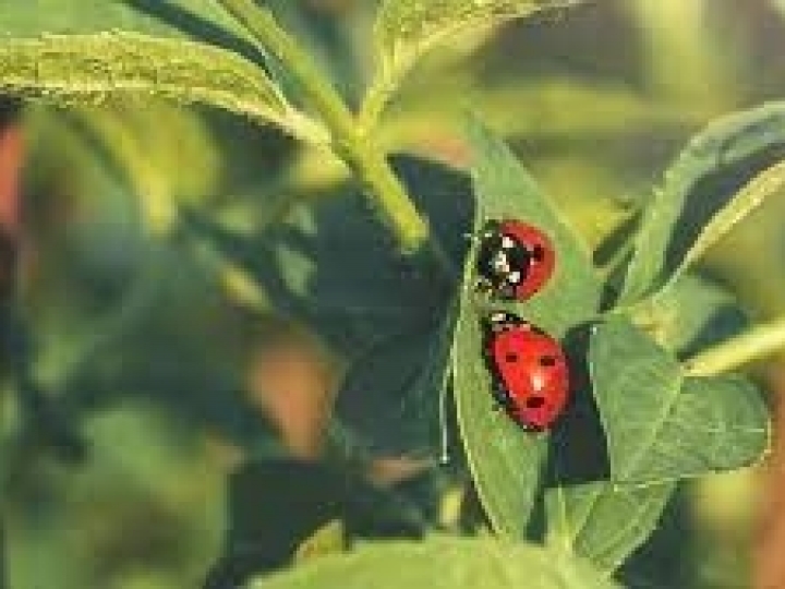  Bioinsumos: Brasil lidera, mas ainda tem grande potencial a explorar 