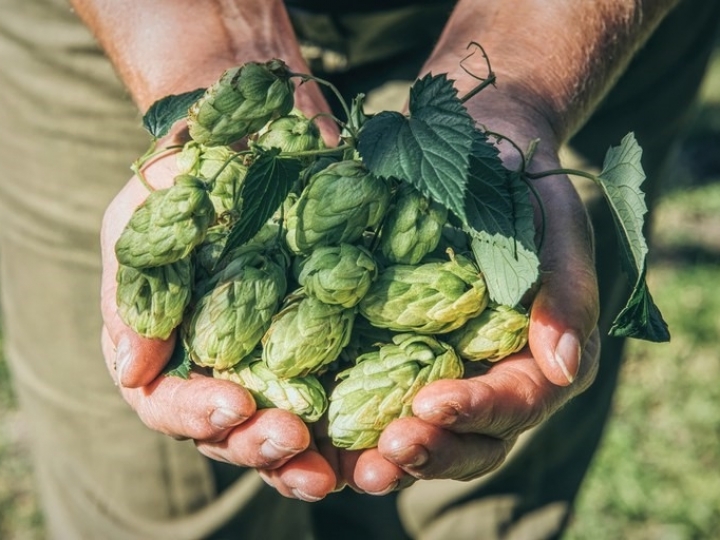 Teresópolis recebe título de Capital Nacional do Lúpulo