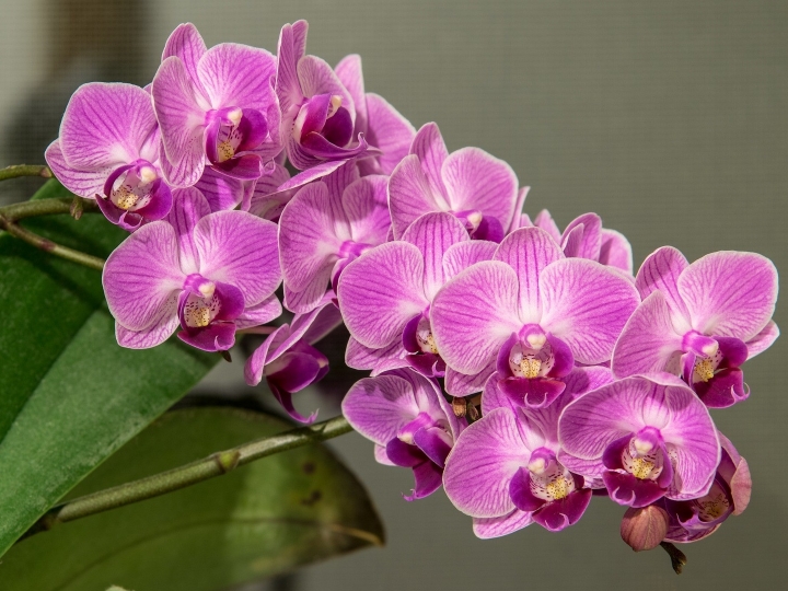 ABC das Orquídeas: do colecionador a um novo negócio