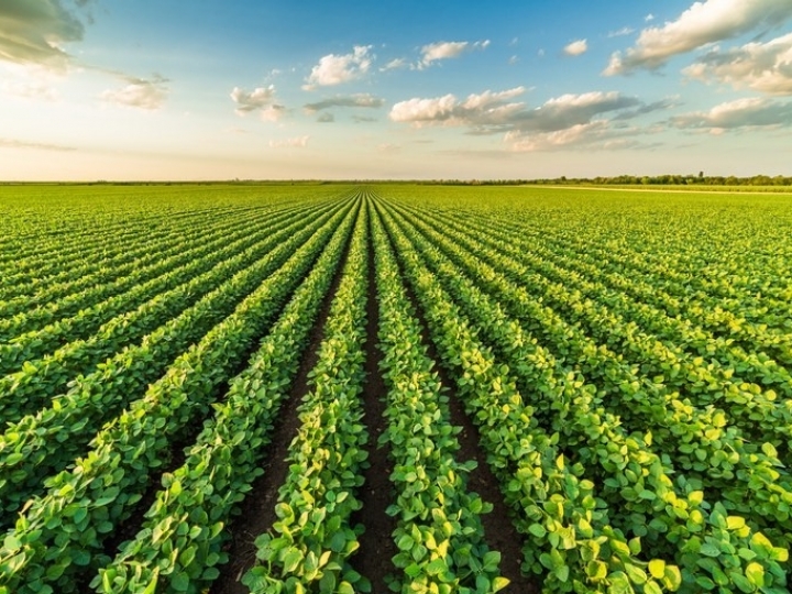 Valor da Produção Agropecuária de 2022 está estimado em R$ 1,241 trilhão