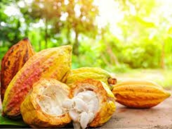 São Paulo tem cacau!  Projeto da SAA incentiva a expansão da cultura no Estado 