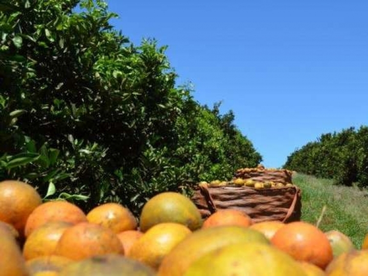 Cinturão citrícola de SP ganha unidade de processamento que aproveita totalmente os resíduos da indústria de sucos