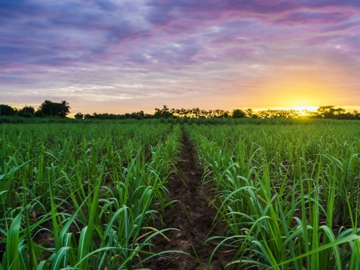 Inseticida fisiológico controla com eficácia à cigarrinha-das-raízes e favorece aplicações aéreas