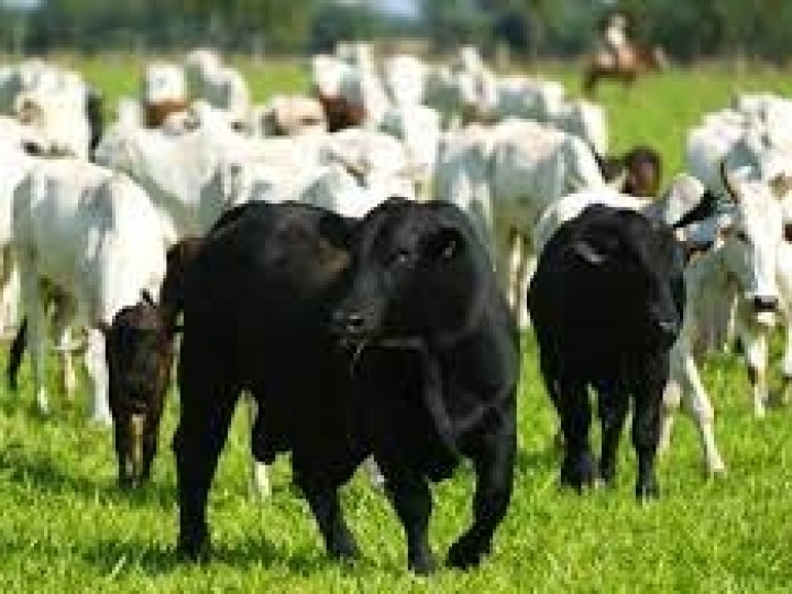 Bezerros fruto do cruzamento de nelore com brangus pesam 15% mais