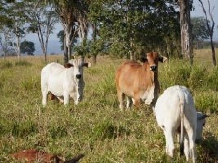 Adubação de pastagem é garantia de mais arroba por hectare