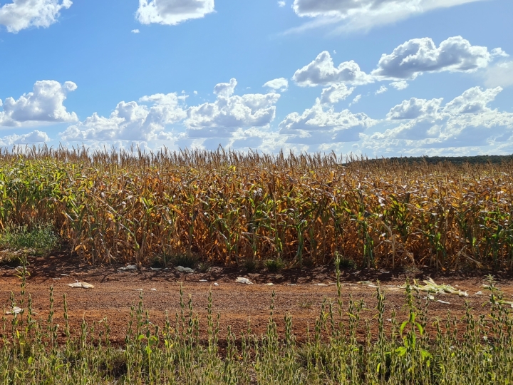 Como proteger o cultivo das adversidades da safra 2022/2023