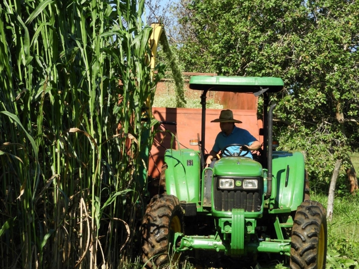 Goiás colhe 43,2% de todo o sorgo brasileiro