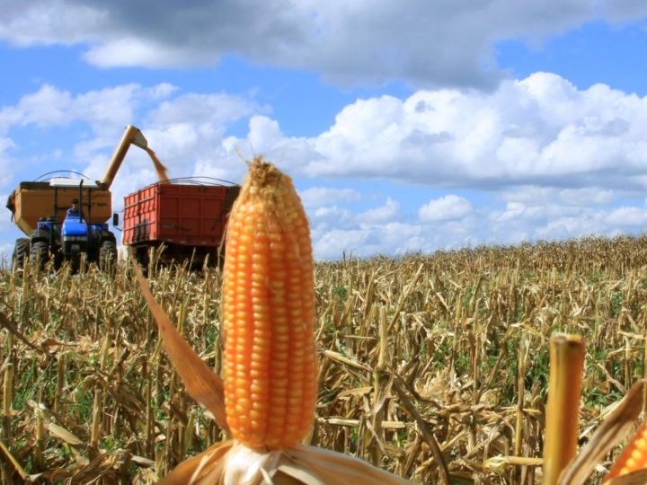 Agronegócio do Paraná cobra providências para normalizar fluxo de importação de milho