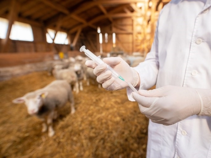 Aberta consulta pública sobre produtos de uso veterinário