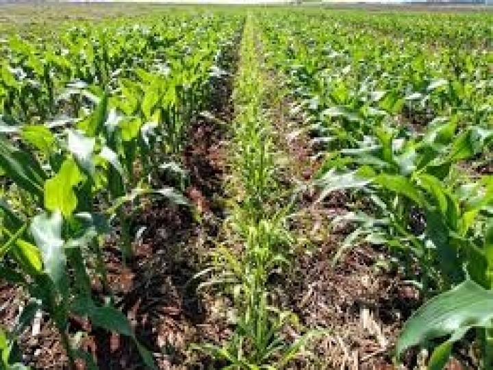 Sabiá surpreende em experimento por sua alta capacidade produtiva e boa adaptação no consórcio com milho