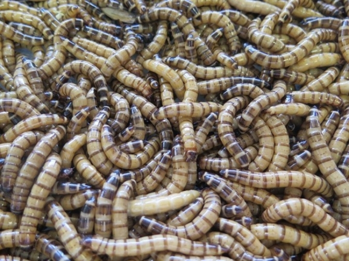 Insetos auxiliam na biodegradação de plásticos