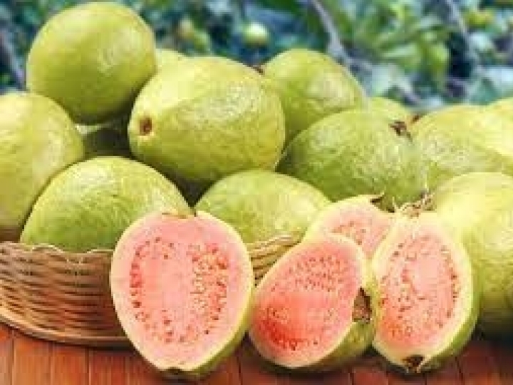 Exportações da goiaba de Carlópolis crescem 1.142% em dois anos