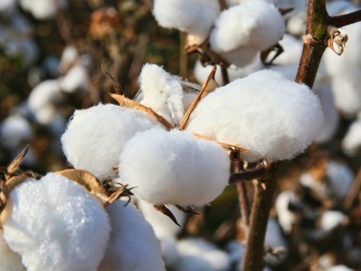 Manejo é principal ferramenta para controlar a Ramulária e a Mancha-alvo do algodoeiro