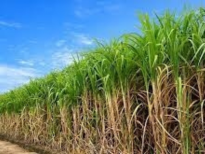 Conab estima produção de 572,9 milhões de toneladas de cana-de-açúcar