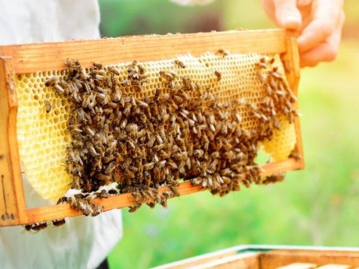 Apicultor fatura R＄ 5 milhões com produção de mel e cursos de capacitação