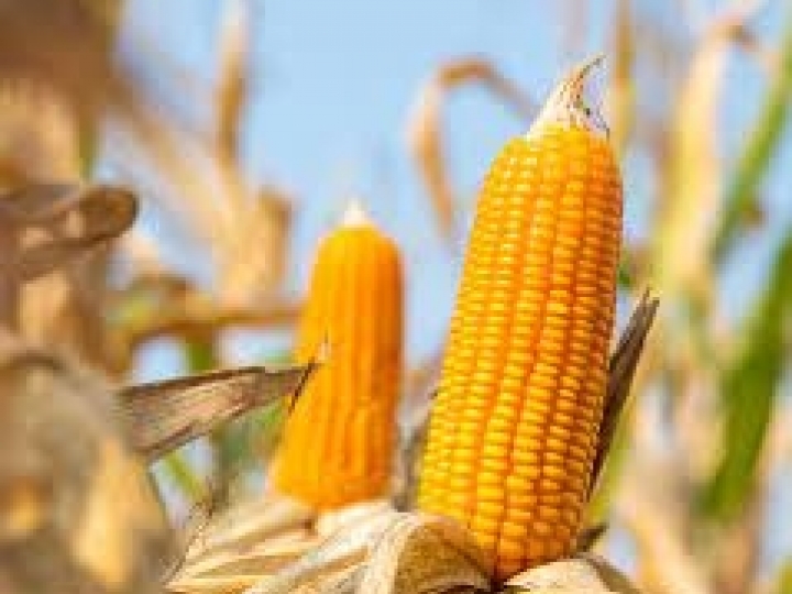 Produção paulista de milho deve chegar a 4,8 milhões de toneladas em 2022, valor 30% superior ao do ano passado 