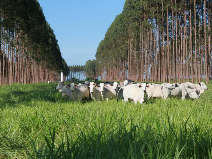 Resposta imunológica de novilhas Nelore é maior em sistemas ILPF